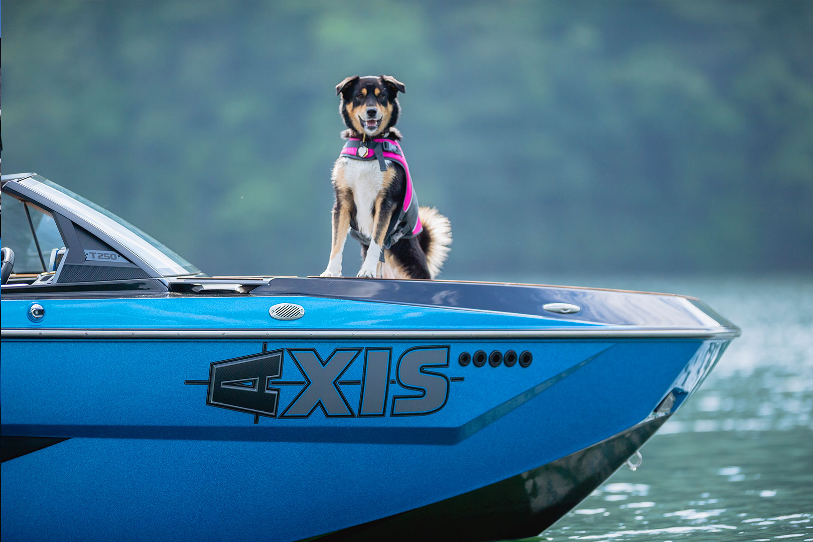 Dog Standing in Bow of Axis T250